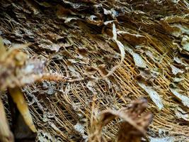 close-up de uma estrutura de fibra de coco, filmada em uma árvore de fibra de coco, fundo natural marrom para consumo e produção ambiental. comumente usado para assentos de carro, colchões foto