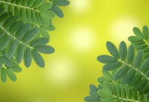 folha verde com gotas de água com fundo natural foto