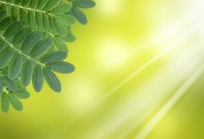 folha verde com gotas de água com fundo natural foto