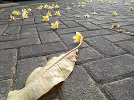 flores de frangipani caindo na estrada de pavimentação tirada em um ângulo baixo foto