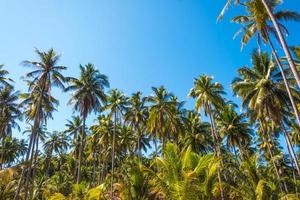 bela floresta de palmeiras à beira-mar tropical sol dia céu claro fundo, viagens e férias conceito fundo de verão. foto
