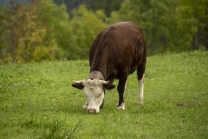 uma vaca marrom comendo grama foto