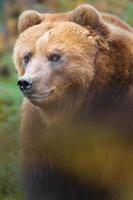 urso marrom kamchatka foto