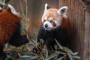 panda vermelho na árvore foto