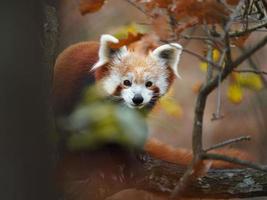 panda vermelho na árvore foto