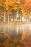 reflexos de outono. foto