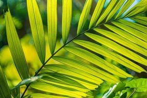 closeup de planta verde de fundo tropical, folhas de folha de palmeira de selva de floresta tropical em luz solar brilhante. flora vegetação relaxante fundo de natureza. lindo padrão de folha de palmeira exótica foto