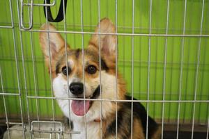 cão corgi welsh pembroke em uma gaiola esperando visita para uma consulta em uma clínica veterinária. tratamento e cuidado do conceito de animais de estimação. saúde, quarentena, recuperação, check-up e vacinação de animais domésticos foto