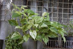 epipremnum aureum ou pothos dourado em pote de plástico preto pendurado ao lado da parede de cimento da casa. foto