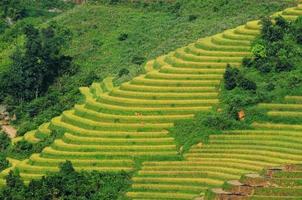 campos de arroz em terraços no Vietnã