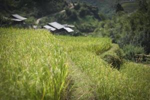 campos de terraços estão amadurecendo no norte do Vietnã foto