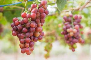 ramo de uvas em videira em vinhedo foto