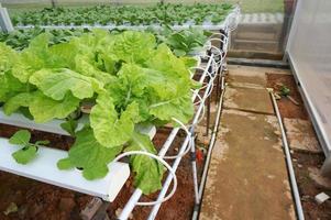 sistema hidropônico com solução de fertilizante líquido em água sem solo em fazenda de hidroponia com efeito de estufa. foto