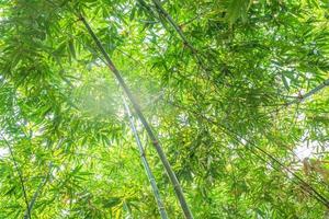 floresta de bambu com luz solar foto