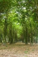 árvores de bambu crescendo