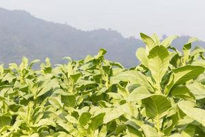 campo nicotiana tabacum foto