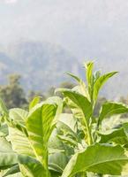 nicotiana tabacum planta herbácea foto