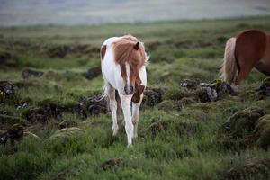cavalo islandês