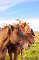 cavalos islandeses foto
