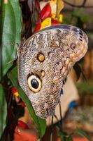 borboleta coruja, floresta tropical