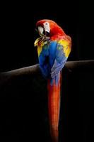 papagaio colorido em um galho de árvore, isolado em um fundo preto foto