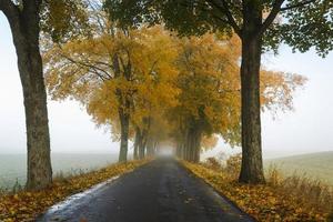 estrada de outono no norte da polônia