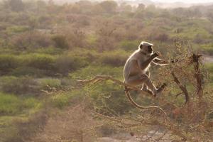 macaco indiano escalando uma árvore foto