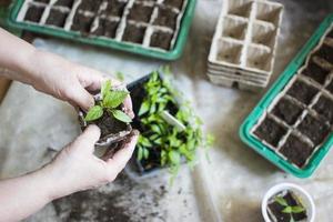 semeadura de plantas bebê, bandejas de buraco negro para mudas agrícolas. o plantio de primavera. mudas precoces, cultivadas a partir de sementes em caixas em casa no parapeito da janela. conceito. maus cuidados com as plantas, flores secas foto