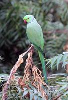 papagaio indiano colorido foto