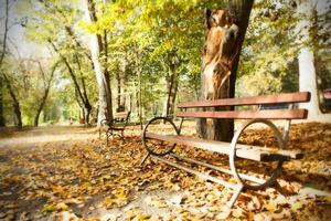 banco de madeira no parque outono