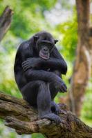 chimpanzé comum