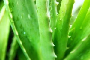 close-up de uma planta de aloe vera foto