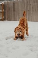 cão doodle dourado brincando na neve perto da cerca foto