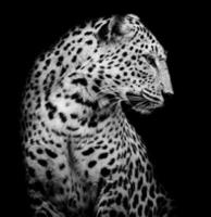 lado preto e branco do leopardo foto
