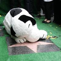 los angeles, 2 de novembro - snoopy, com sua estrela wof e a estrela wof de charles schultz na cerimônia da Calçada da Fama de snoopy hollywood na Calçada da Fama de Hollywood em 2 de novembro de 2015 em los angeles, ca foto