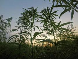 campo de plantas de cannabis ao pôr do sol