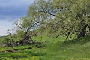 bela paisagem do país. paisagem de verão verde com uma grande árvore solitária foto