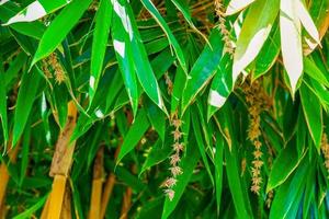 touceiras de bambu, folhas de bambu e flores de bambu. folhas em forma de lança, base arredondada, delgadas, pontiagudas, margens lanceoladas com pelos, flores ao longo das folhas axilares. foto