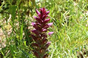 acanthus cresce em uma clareira na floresta entre grama densa e verde. foto