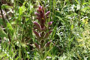 acanthus cresce em uma clareira na floresta entre grama densa e verde. foto