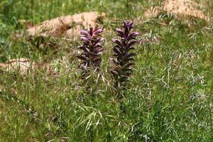 acanthus cresce em uma clareira na floresta entre grama densa e verde. foto