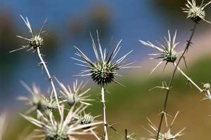 cardo cresce em uma clareira na floresta no norte de israel. foto