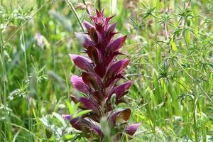 acanthus cresce em uma clareira na floresta entre grama densa e verde. foto