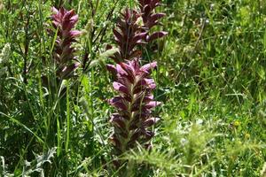 acanthus cresce em uma clareira na floresta entre grama densa e verde. foto