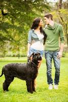 jovem casal com schnauzer gigante foto