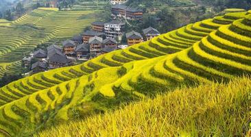 terraços de arroz longsheng