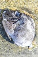 peixe morto apareceu na praia deitado na areia méxico. foto