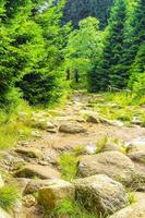 exuberante floresta verde árvores altas plantas luz brocken harz alemanha. foto