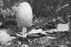 jovem com crista crescendo no chão da floresta entre musgo e agulhas. natureza foto