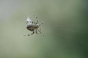 cruzar aranha em uma teia de aranha, à espreita de presas. fundo desfocado foto